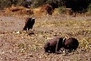 vulture stalks child