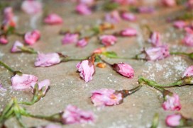 drying-cherry-blossoms-in-the-oven-2