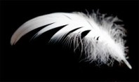 feather